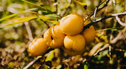 GM_CIEMOJAS_14_09_20_5